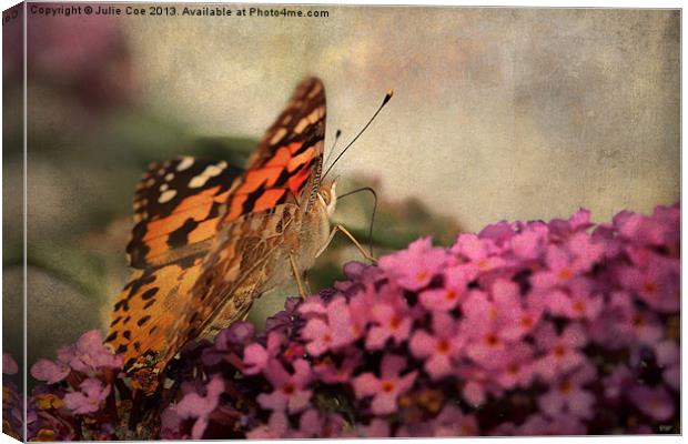 Painted Lady 3 Canvas Print by Julie Coe