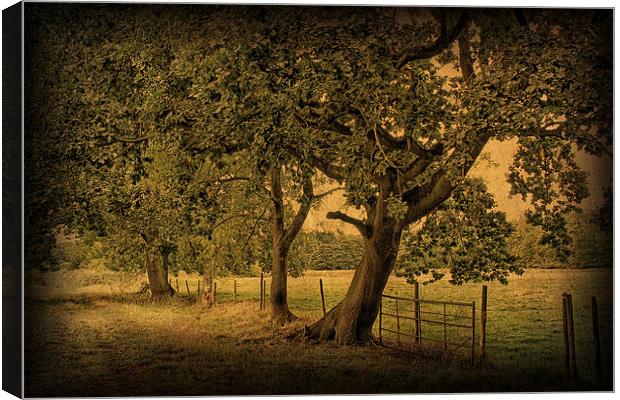 Trees, Fields and Fences 2 Canvas Print by Julie Coe