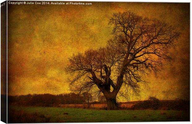 Tree In A Field! Canvas Print by Julie Coe