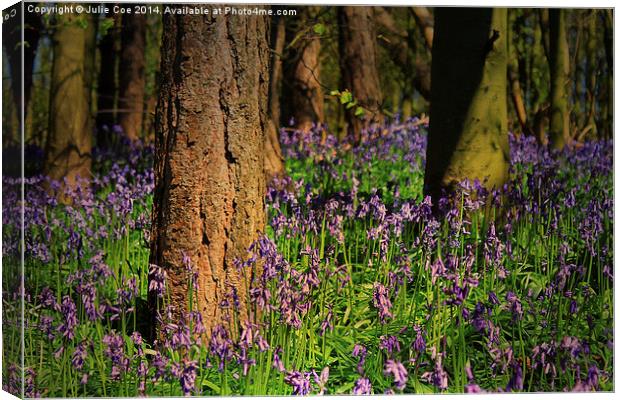 Bunkers Hill Bluebells 2 Canvas Print by Julie Coe