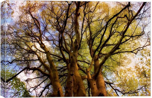 Tree Tops Canvas Print by Julie Coe