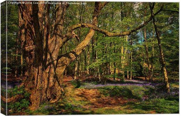 Bluebells At Blickling 3 Canvas Print by Julie Coe
