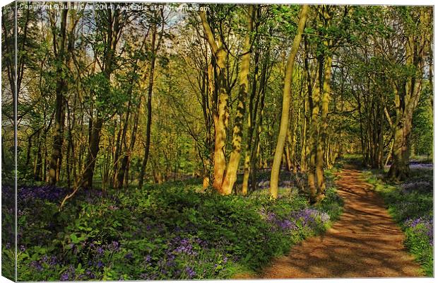 Bluebells At Blickling 4 Canvas Print by Julie Coe