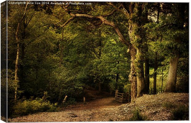 Holt Country Park 9 Canvas Print by Julie Coe