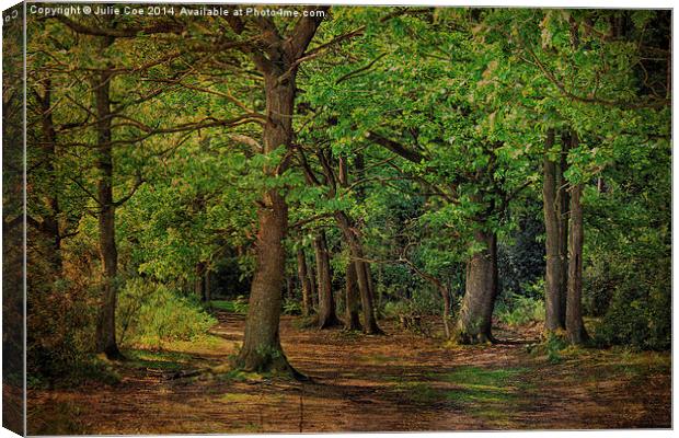 Holt Country Park 16 Canvas Print by Julie Coe