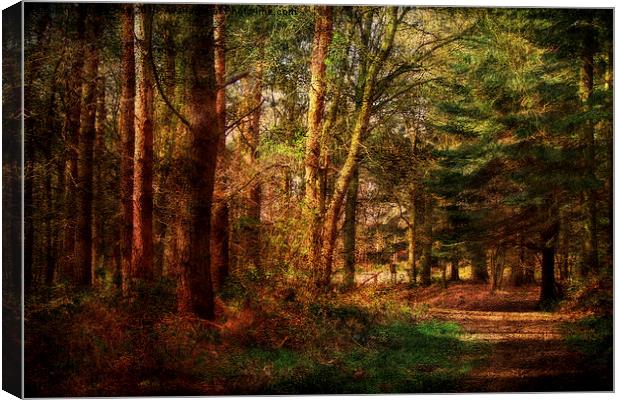 Holt Country Park 32 Canvas Print by Julie Coe