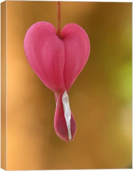 Bleeding Heart Canvas Print by Julie Coe