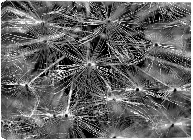 A Dandy Black and White! Canvas Print by Julie Coe
