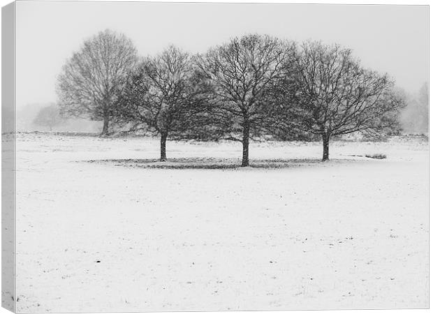 Richmond Park Canvas Print by Jozsef Borsfai