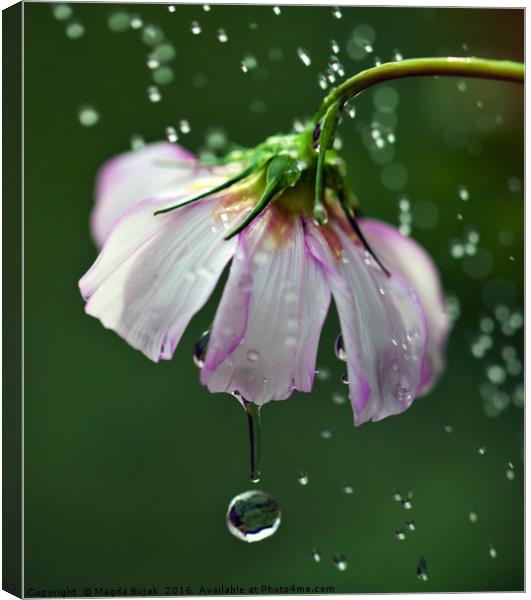 Cosmos flower with water droplets Canvas Print by Magdalena Bujak