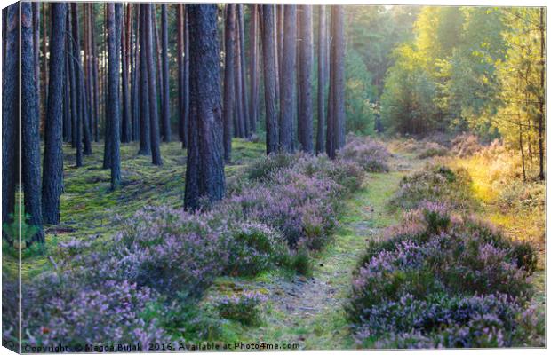 Woodland with heather at sunset Canvas Print by Magdalena Bujak