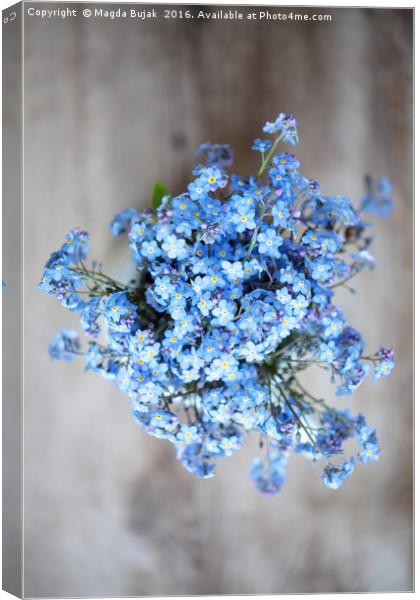Forget me not Canvas Print by Magdalena Bujak