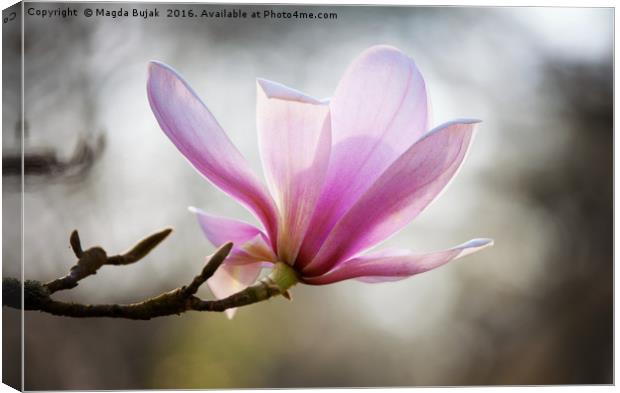 Pink magnolia Canvas Print by Magdalena Bujak