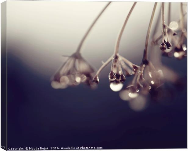 Droplets on the plant Canvas Print by Magdalena Bujak