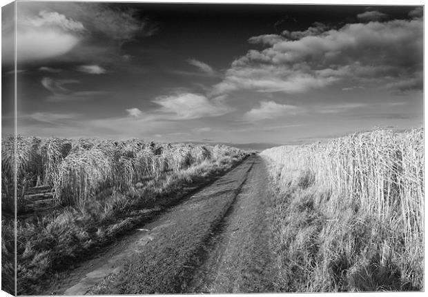 Road to Nowhere Canvas Print by David Moate