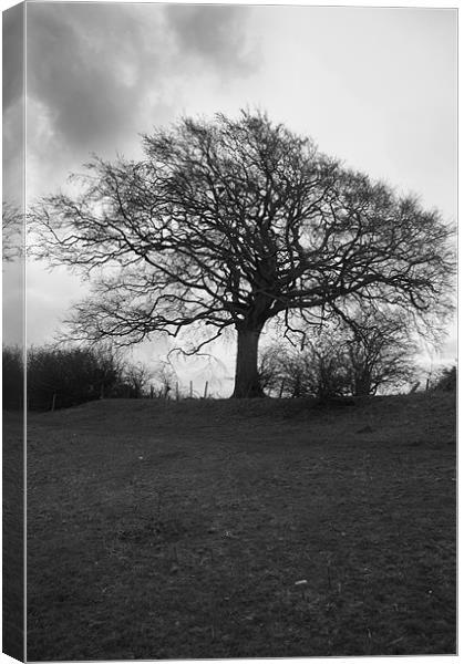 Tree in Black and White Canvas Print by David Moate