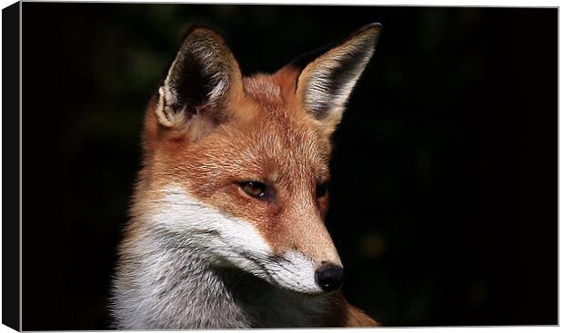 The Red Fox Canvas Print by Trevor White