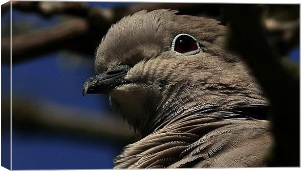 The Collared Dove Canvas Print by Trevor White