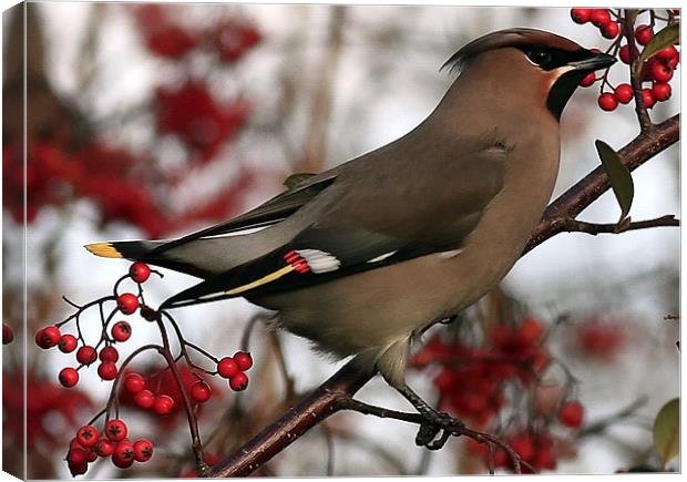 The Waxwing Canvas Print by Trevor White
