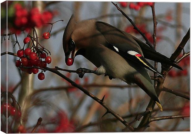The Waxwing Canvas Print by Trevor White