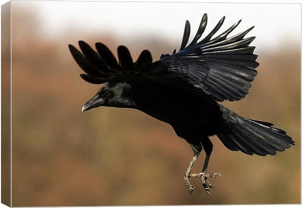 Flight Of The Carrion Crow Canvas Print by Trevor White