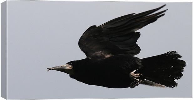 The Rook Canvas Print by Trevor White