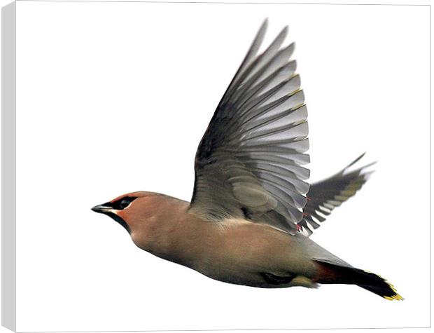 Flight Of The Waxwing Canvas Print by Trevor White