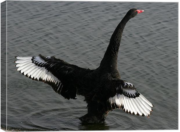 The Black Swan Canvas Print by Trevor White