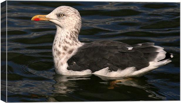 The Great Black Backed Gull Canvas Print by Trevor White