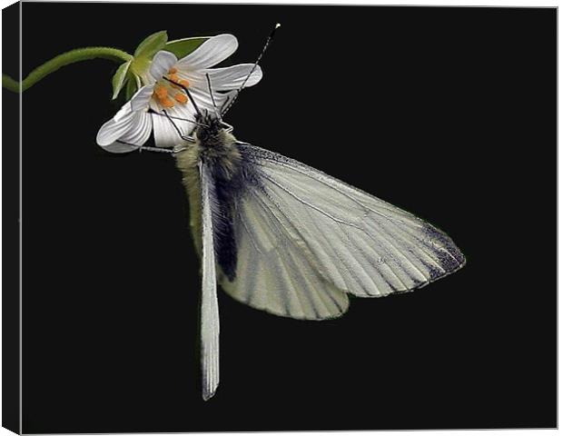 The Green Veined White Canvas Print by Trevor White