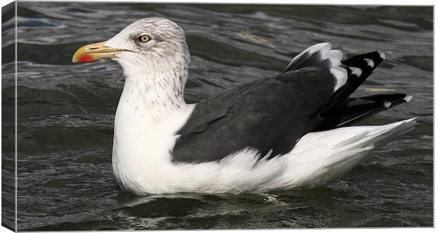 The Great Black Backed Gull Canvas Print by Trevor White