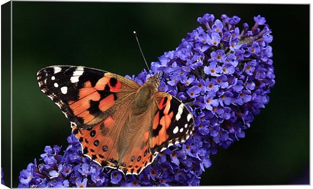 The Painted Lady Canvas Print by Trevor White