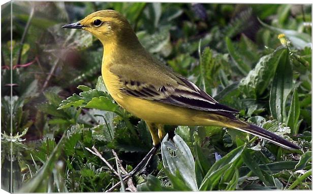 The Yellow Wagtail Canvas Print by Trevor White