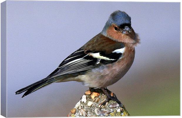 The Chaffinch Canvas Print by Trevor White