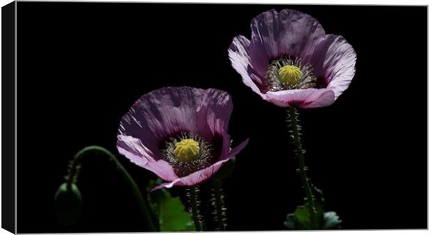  Purple Poppies Canvas Print by Trevor White