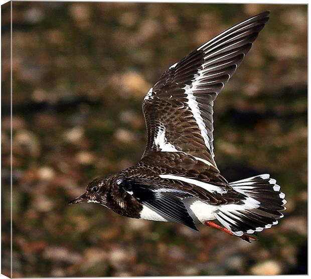 The Turnstone Canvas Print by Trevor White