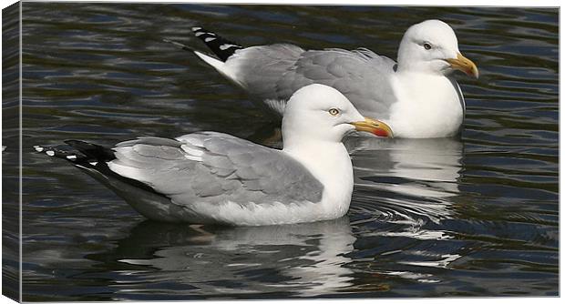 The Herring Gull Canvas Print by Trevor White