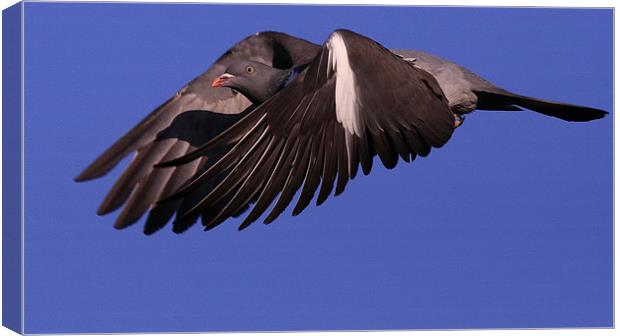THE WOOD PIGEON Canvas Print by Trevor White