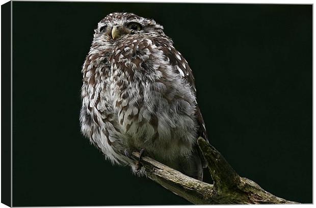 The Little Owl Canvas Print by Trevor White