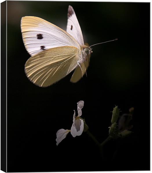 Caught In Flight Canvas Print by Trevor White