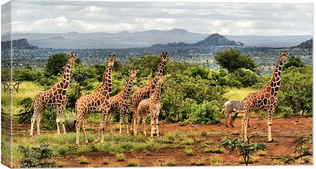 The Giraffe Stare Canvas Print by John Russell