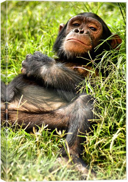 Happy Chimp Canvas Print by John Russell