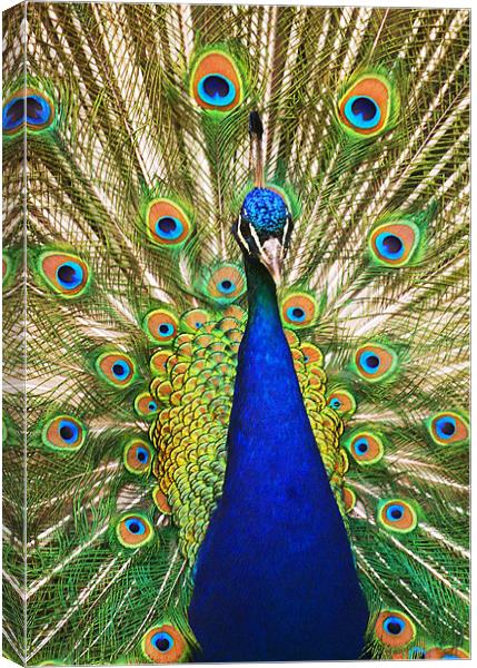 Peacock Dunfermline Glen Canvas Print by Andrew Beveridge