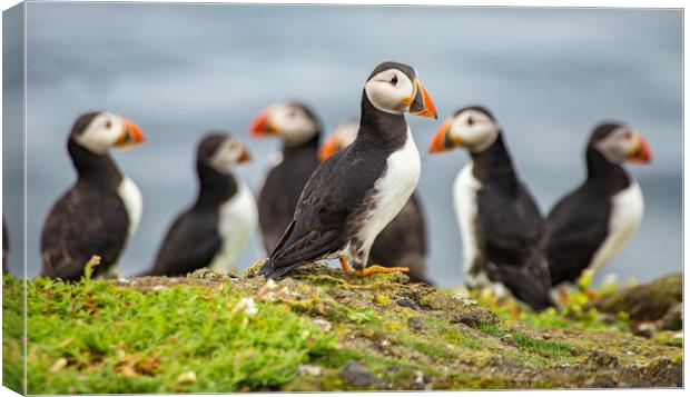Puffins on the rocks Canvas Print by Andrew Beveridge