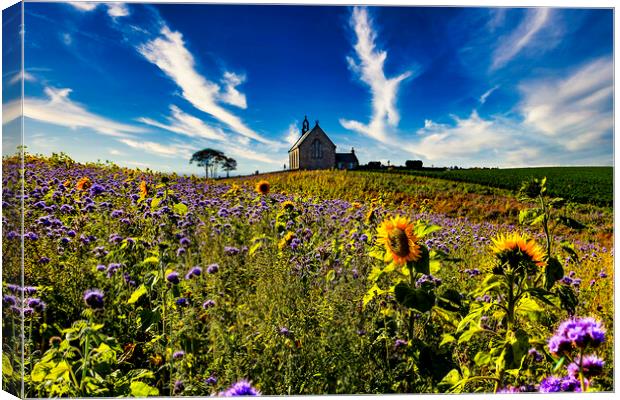 Sunflowers and Flax,Boarhills Church Canvas Print by Andrew Beveridge