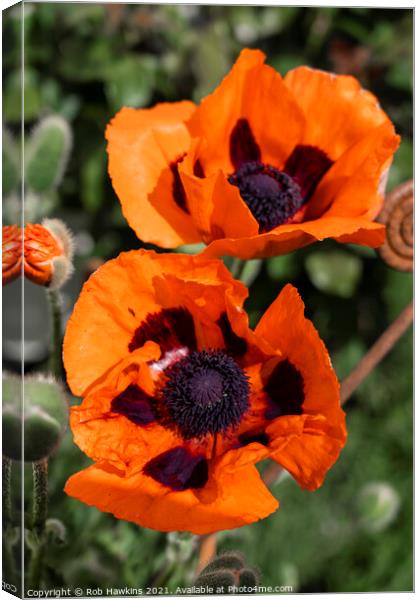 Double Poppies  Canvas Print by Rob Hawkins