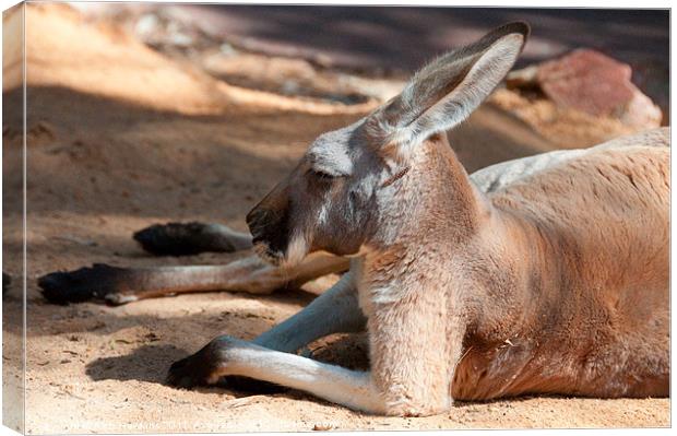 The Resting Roo Canvas Print by Rob Hawkins