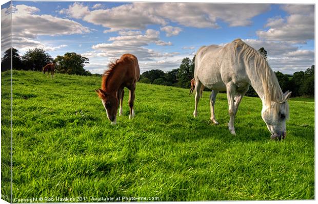 Grazing the Meadow Canvas Print by Rob Hawkins