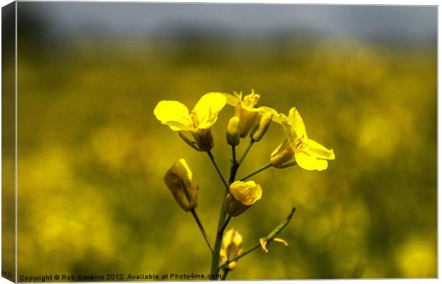 Flower of the Rapeseed Canvas Print by Rob Hawkins