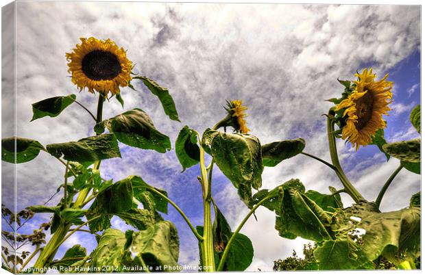 Sunflower Decay Canvas Print by Rob Hawkins